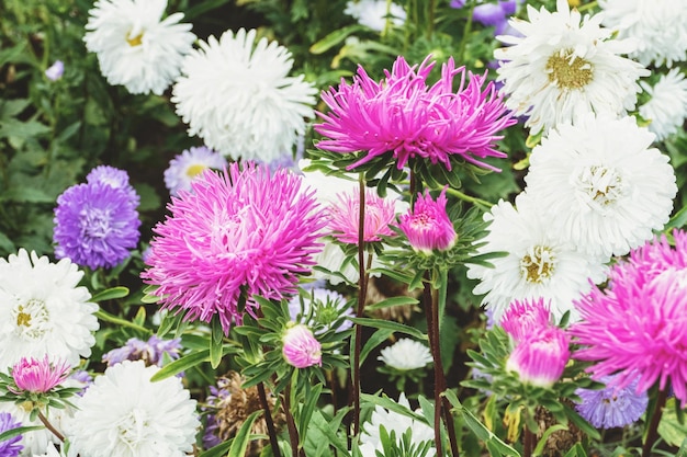 Aster flowers blooming in the garden Callistephus chinensis in autumn