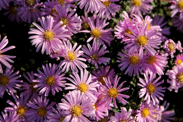 Asters in the garden.
Pink flowers background image.Close up