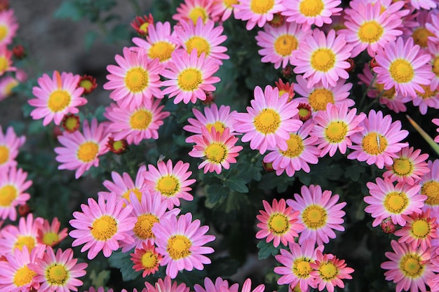 Asters in the garden pink flowers background image.Close up