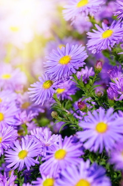 Photo asters