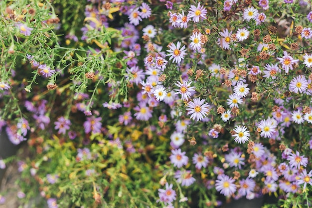 Astra Virgin or New Belgian Symphyotrichum novibelgii purple little flowers