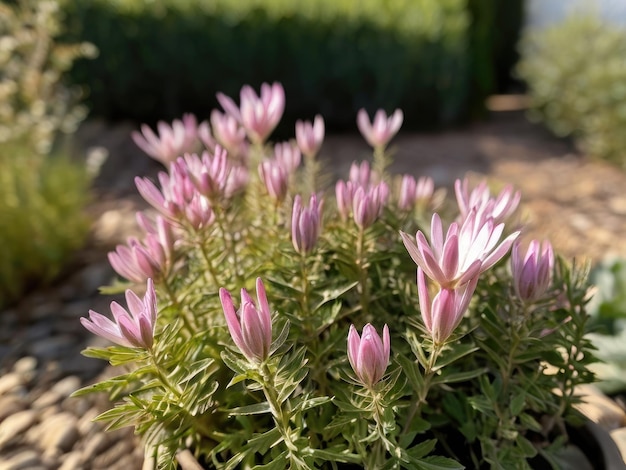 Astragalus Astragalus membranaceus in the garden