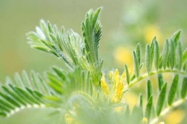 Astragalus closeup Also called milk vetch goat'sthorn or vinelike Spring green background Wild plant