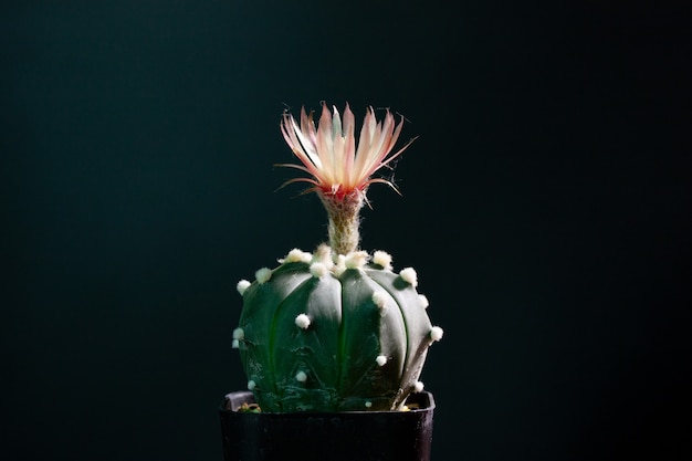 Astrophytum asterias cactus flower blooming