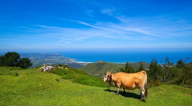 Asturias cow in high mountain and sea