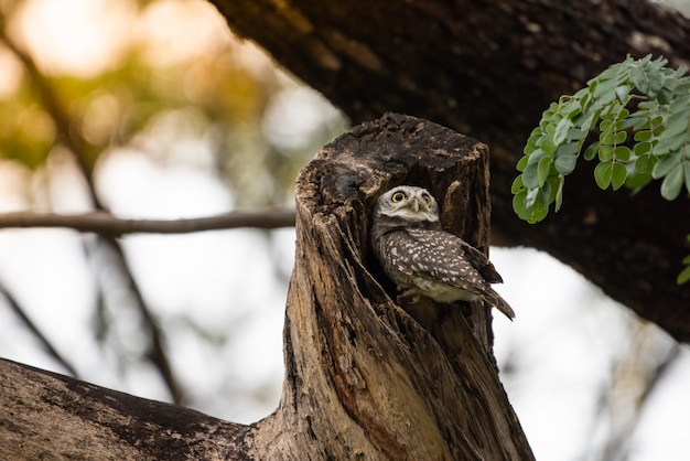 Athene brama, Owl symbol of bad Resting during the daytime