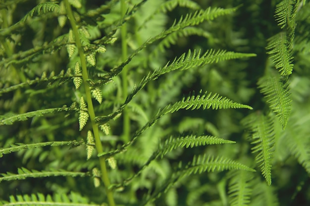 Athyrium filix-femina or Common Lady-fern close-up. Young fresh leaves of fern. Nature background