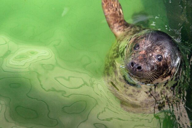 Atlantic Grey Seal - Halichoerus grypus swimming at the water surface in terrarium.