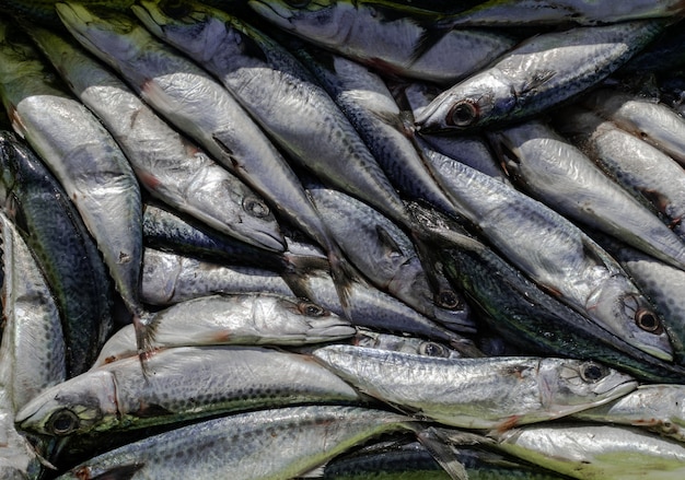 Atlantic mackerel, recently captured