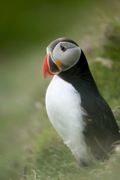 Atlantic Puffin or Common Puffin - Fratercula arctica on Mykines, Faroe Islands