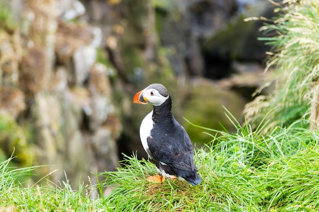 Atlantic puffin from Borgarfjordur fjord, east Iceland. Iceland wildlife. Common puffin. Fratercula arctica