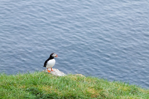 Atlantic puffin from Borgarfjordur fjord east Iceland