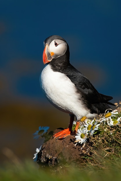 Atlantic puffin standing on cliff in summertime