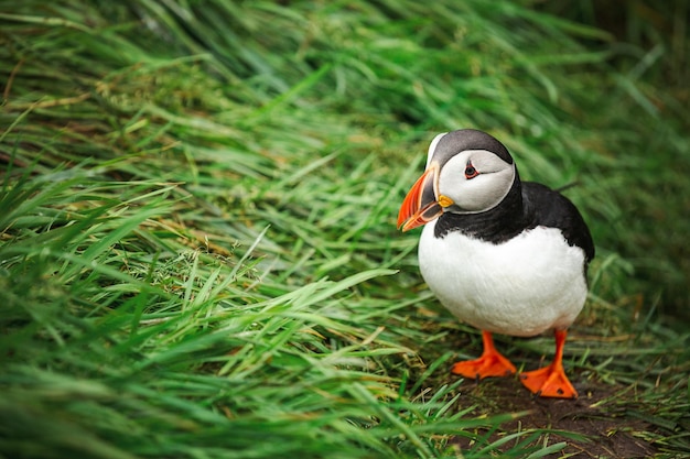 Atlantic puffin at their breeding place Latrabjarg Iceland