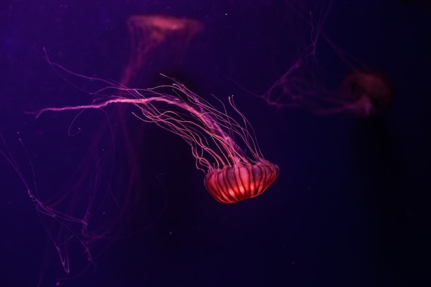 Atlantic sea nettle jellyfish in the water