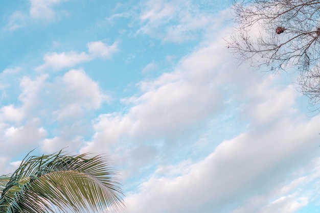 Atmosphere calm sky cloud panorama background Dry tree branches Autumn summer end progress regress life concept