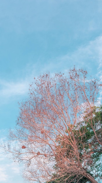 Atmosphere calm sky cloud panorama background Dry tree branches Autumn summer end progress regress life concept