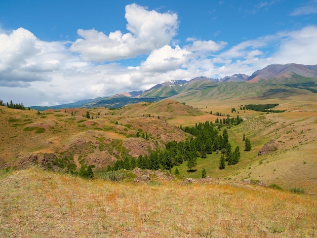 Atmospheric green landscape with fir trees in the mountains A closely standing group of green cedar trees in a lowland on a plateau against the background of the Altai mountains under white clouds