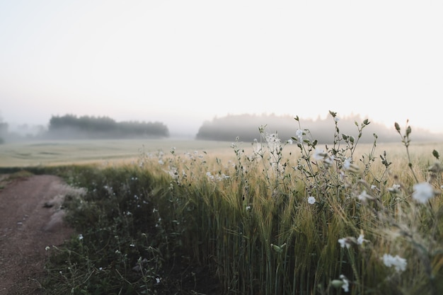 Atmospheric misty meadow field and summer landscape at sunrise