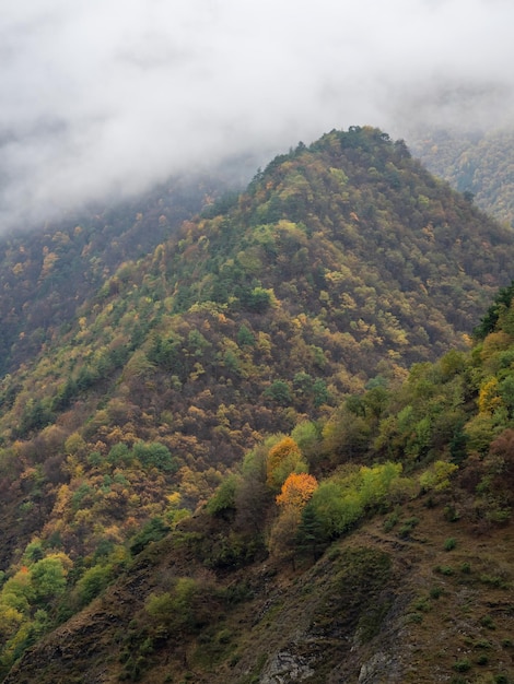 Atmospheric vertical landscape with coniferous trees on stony hill in low clouds in rainy weather Dense fog in dark forest under cloudy sky Mysterious scenery with coniferous forest in thick fog