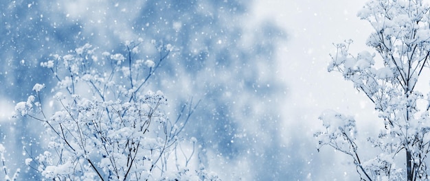 Atmospheric winter view with snowy plants on blurred background during snowfall