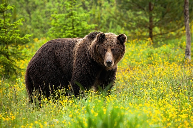 Attentive brown bear facing camera on green meadow in spring