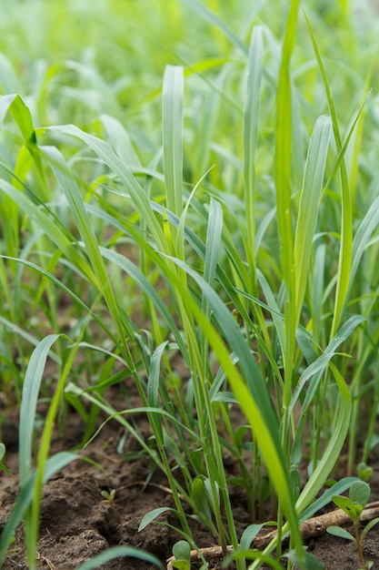 Attractive green grass with reflections of the natural light