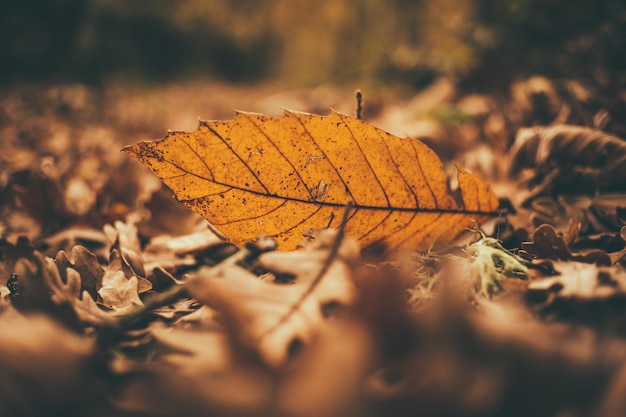 atumn leaves