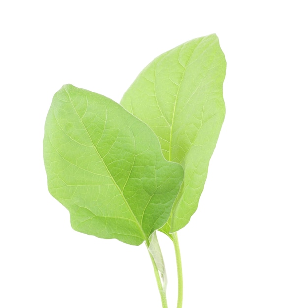 Aubergine light green plant closeup