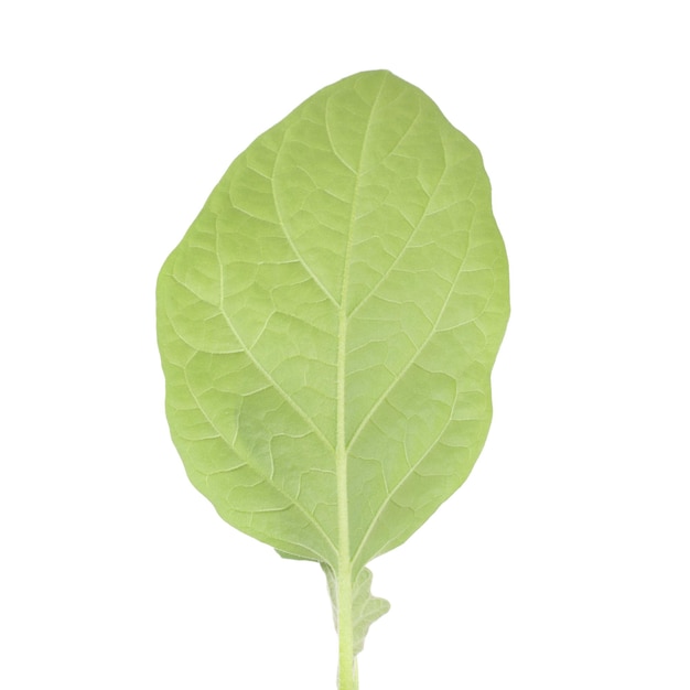 Aubergine light green plant closeup