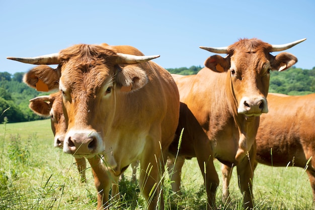 Aubrac cattle outdoors