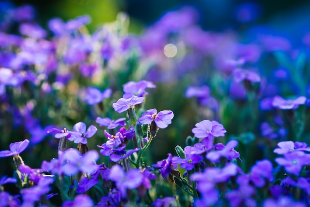 Aubrieta blooming blue-violet flowers in spring garden