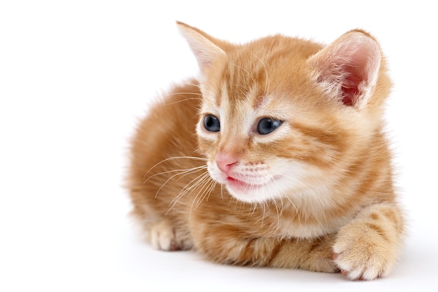 Auburn striped kitten lies on a white surface.