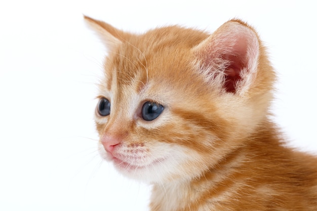 Auburn striped kitten on a white surface