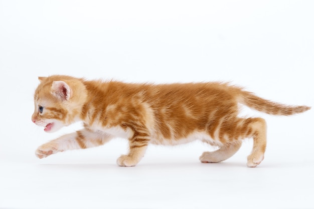 Photo auburn tabby kitten walking on a white background