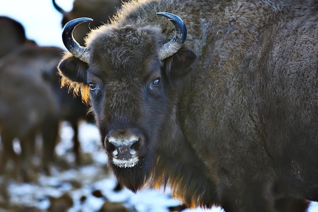 Aurochs bison in nature / winter season, bison in a snowy field, a large bull bufalo