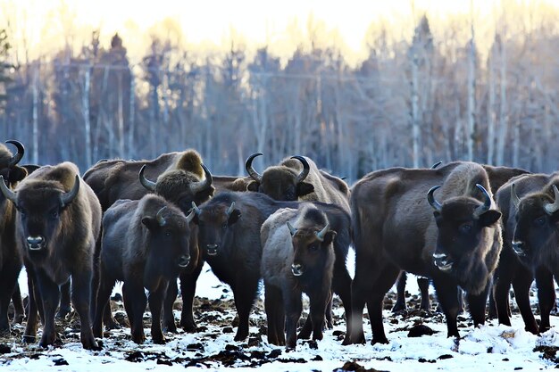 Aurochs bison in nature / winter season, bison in a snowy field, a large bull bufalo