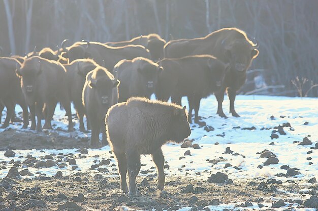 Aurochs bison in nature / winter season, bison in a snowy field, a large bull bufalo