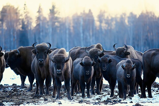 Aurochs bison in nature / winter season, bison in a snowy field, a large bull bufalo