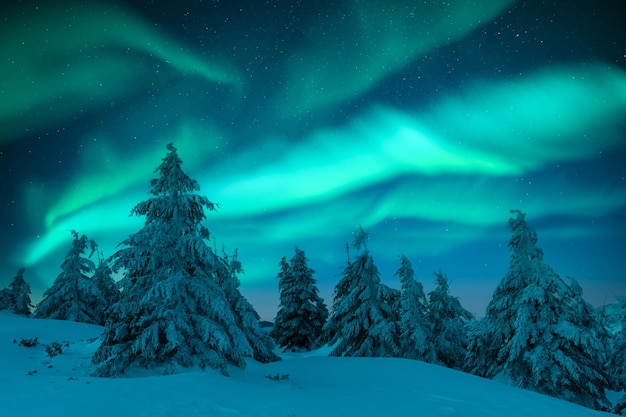 Aurora borealis Northern lights in winter forest Sky with polar lights and stars Night winter landscape with aurora and pine tree forest Travel concept