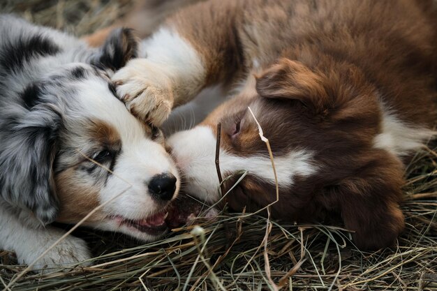 Aussie blue merle and red tricolor gnaw yummy with their teeth and fight for it