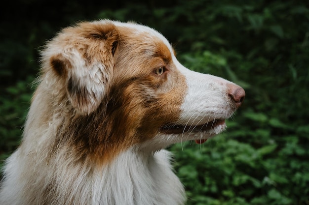 Aussie red merle in green summer forest looks attentively into distance dog portrait in profile