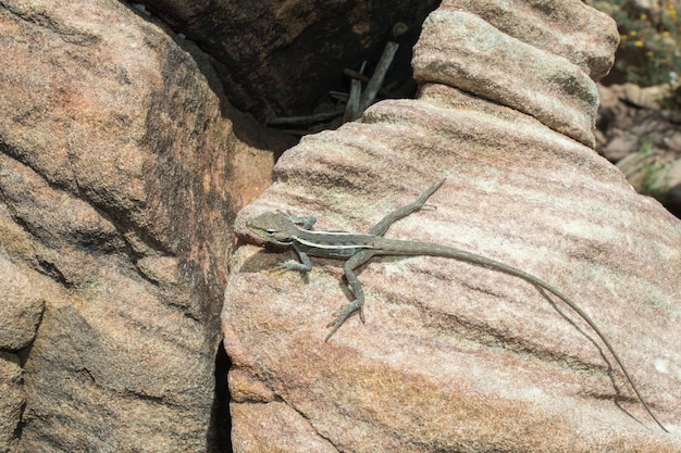 Australia long tail lizard portrait