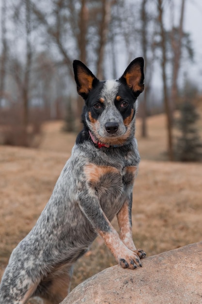 Australian Cattle dog breed outdoor Portrait of Blue heeler dog in the park