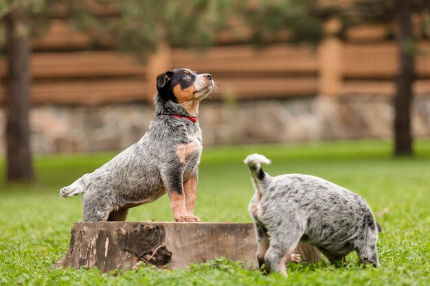 Australian cattle dog puppy outdoor. Blue heeler dog breed. Puppies on the backyard