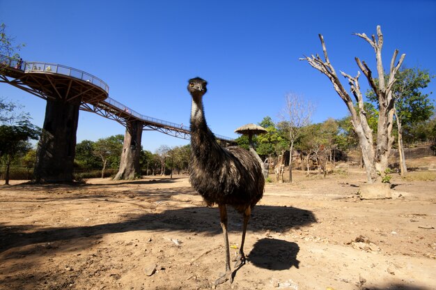 An australian emu walking