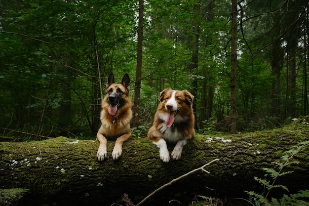 Australian and German Shepherd pose together with their paws on log with moss