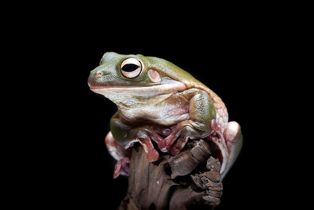 The Australian green tree frog (barkRanoidea caerulea) on the tree