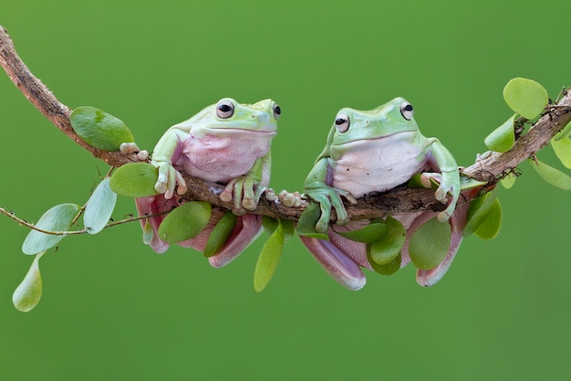 Photo australian green tree frog on twig