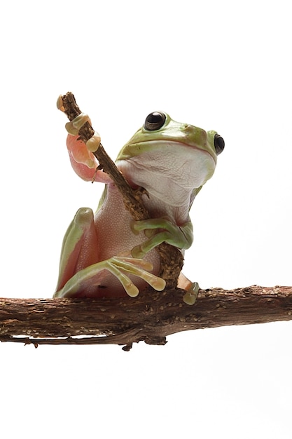 Photo australian green tree frog on white background